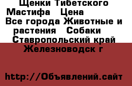 Щенки Тибетского Мастифа › Цена ­ 60 000 - Все города Животные и растения » Собаки   . Ставропольский край,Железноводск г.